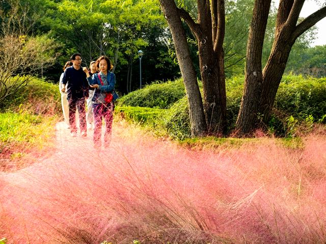 来啊！抓住粉黛小尾巴，错过再等一年！