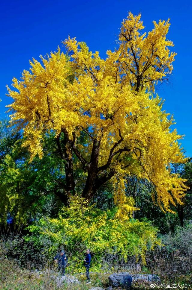 济南的这些千年银杏树美得正当时,最后“黄金期”快去打卡!