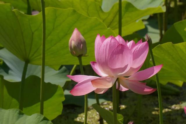 西和晚霞湖：荷韵夏意浓 赏荷正当时