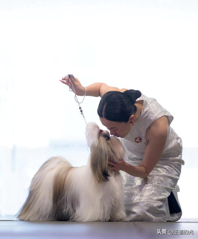 霍思燕穿旗袍携爱犬夺冠前凸后翘丰乳肥臀 难怪杜江对她生理性喜欢