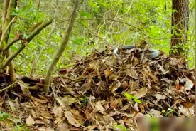 剧毒！云南眼镜王蛇在学校附近，产50枚蛋，被捉时护着蛇蛋不肯走图片