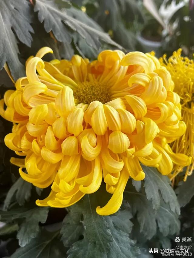 李友珍||岁月倏然·菊韵飘香——紫竹院公园的菊展