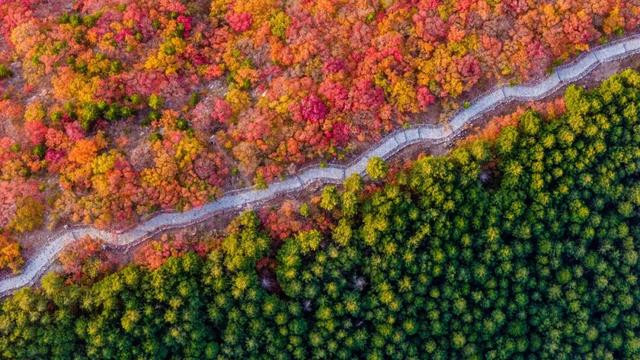 新华社聚焦+国家地理推荐！济南蝎子山“鸳鸯锅”秋景太惊艳了！