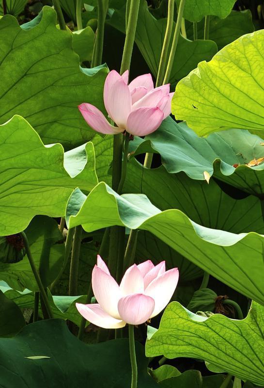 西安莲湖公园荷花绽放