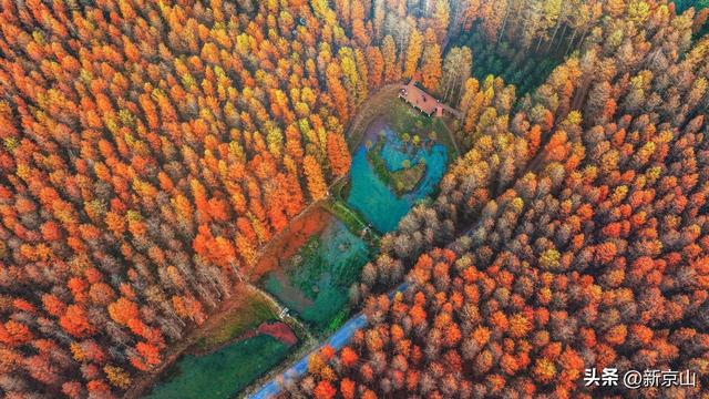 湖北太子山冬日美景 成片红杉美如画卷