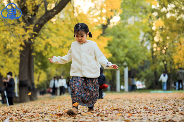津渡秋色染金画，天津一公园迎来高光时刻！