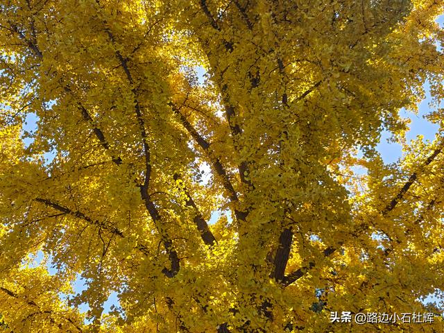 昔日皇家祭坛，今日大众踏秋——地坛秋日赏银杏