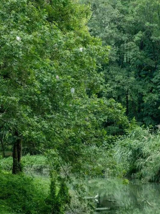 暂时闭馆前，再去金沙遗址看一眼太阳神鸟