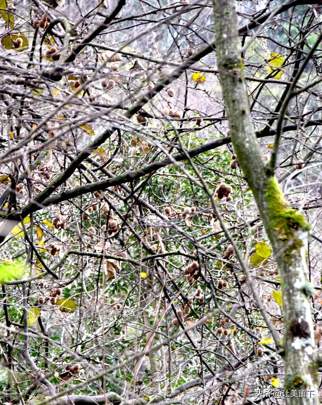 一条路，落叶无迹——贵州冬日风光