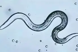 蛔虫感染不再是问题！战胜寄生虫的终极秘籍揭密！图片