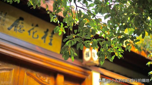 杭州满觉陇桂花攻略｜懒人版赏花路线，甜香里躺平整个秋天