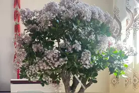 养玉树，只要做到“2点”，一年四季翠绿繁茂旺盛，吉祥又如意图片