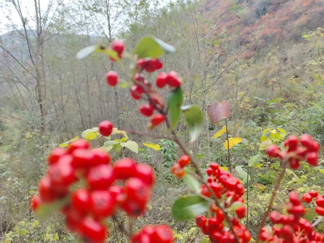 卢慧君: 早阳赏红叶