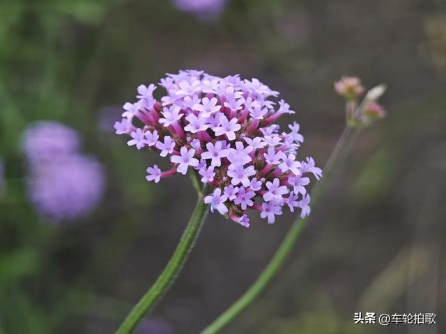 没有一株薰衣草的薰衣草庄园