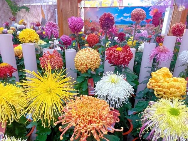 相约世界花卉大观园！丰台将迎巨型南瓜王国、全国菊花擂台赛！
