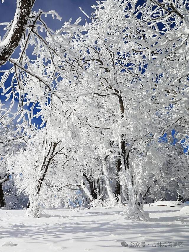 告别金秋，邂逅龙湾初冬！赏雪、观雾凇攻略，这两处景区别错过~