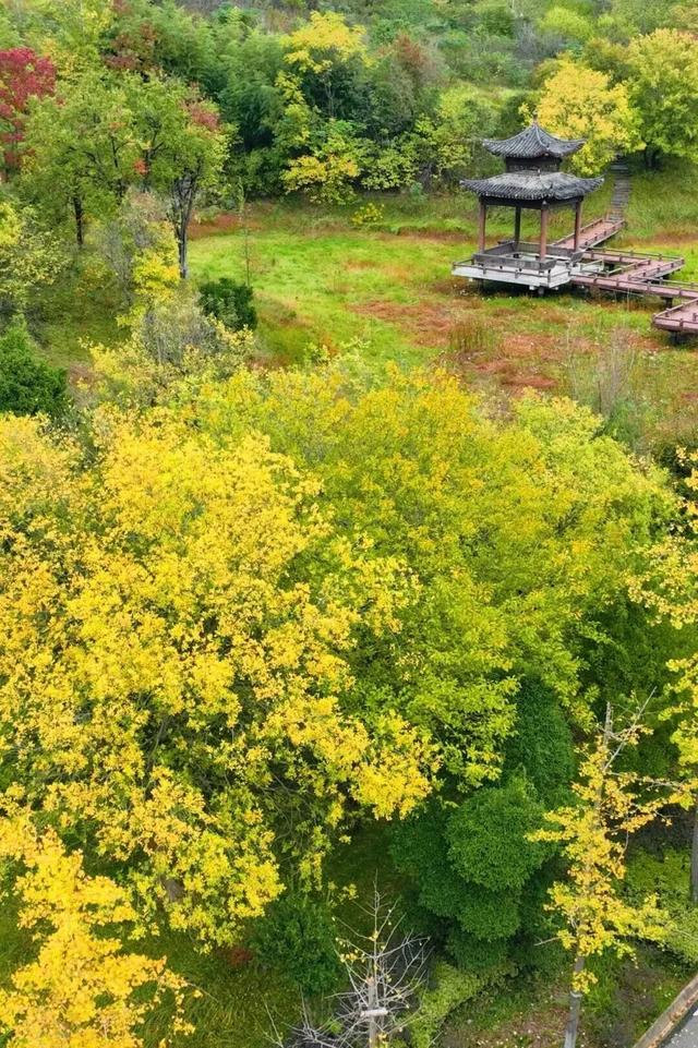 黄陂这些点位出片率绝了！