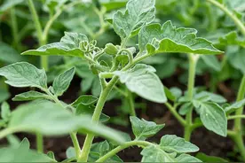 西红柿坐果有妙招！开花前后这样做，挂果压弯枝图片