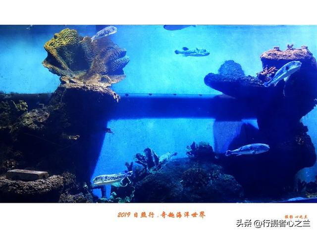 山东行游影记（90）—日照奇趣海洋世界（一）