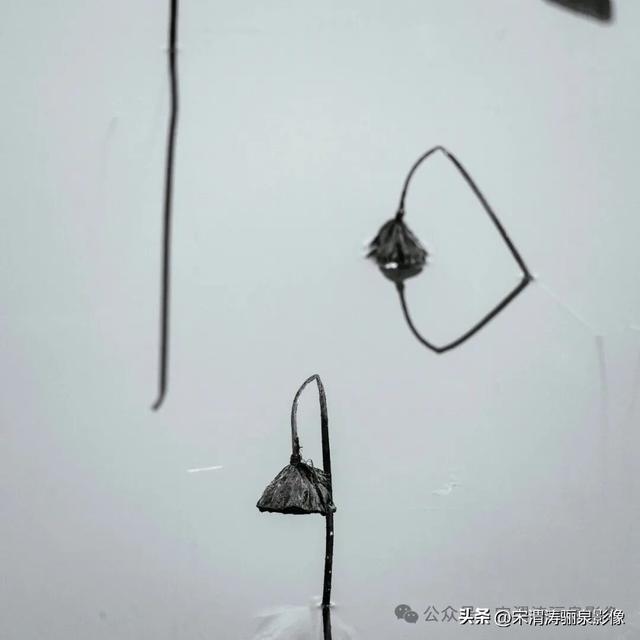 陕西渭南：人民公园银杏林色彩纷呈 祥和美丽 秋色宜人