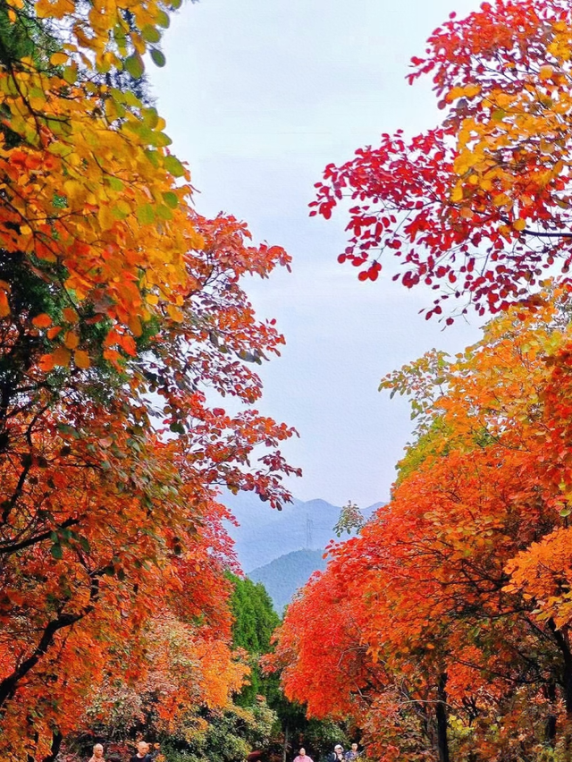 临沂这抹红，醉了秋日山水