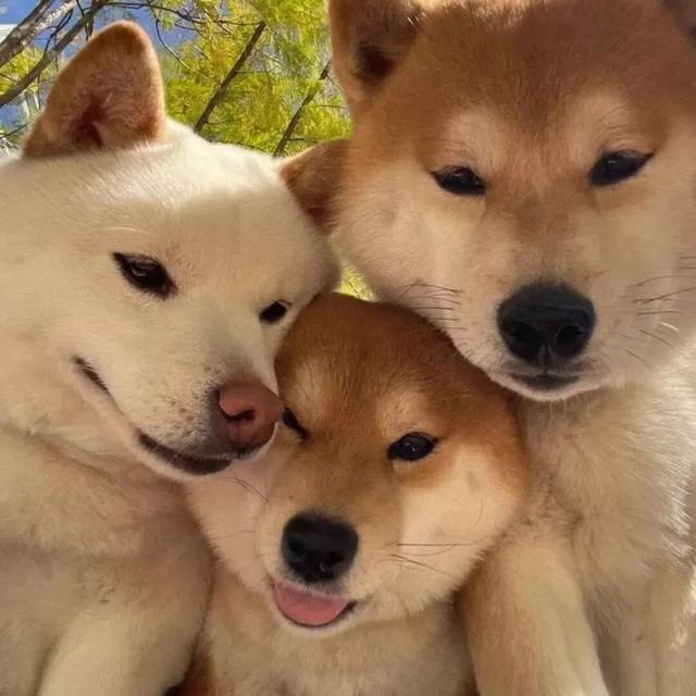 东北一家亲，冬天来开心