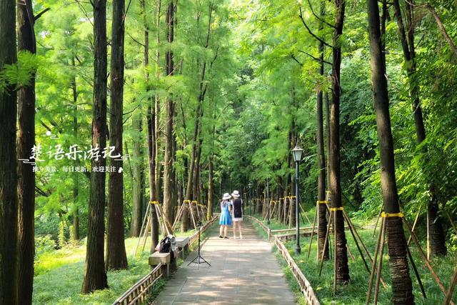 浙江绍兴蕺山街的苦楝花海，极富江南水乡情韵，是拍照的绝佳之地
