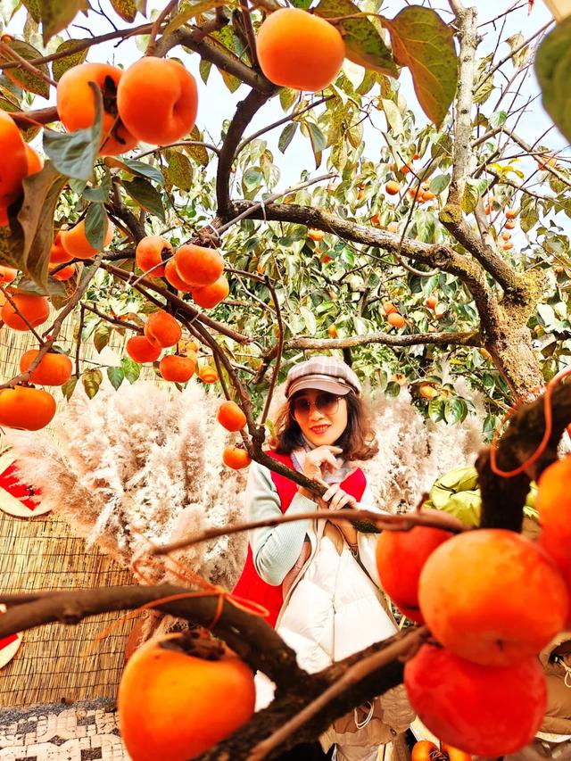 桂林：不入柿园，怎知秋色几许！