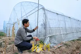 济南：“黄瓜之乡”百座大棚的“防风保卫战”‌图片