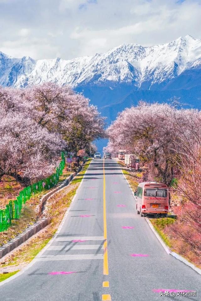 西藏这个地方，即将火爆！真正定义了什么是顶级春色！