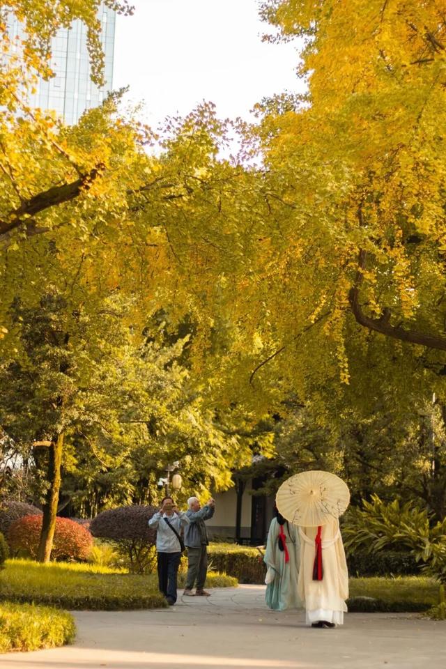 【美丽四川】一年一度朋友圈银杏比美时刻又来了！