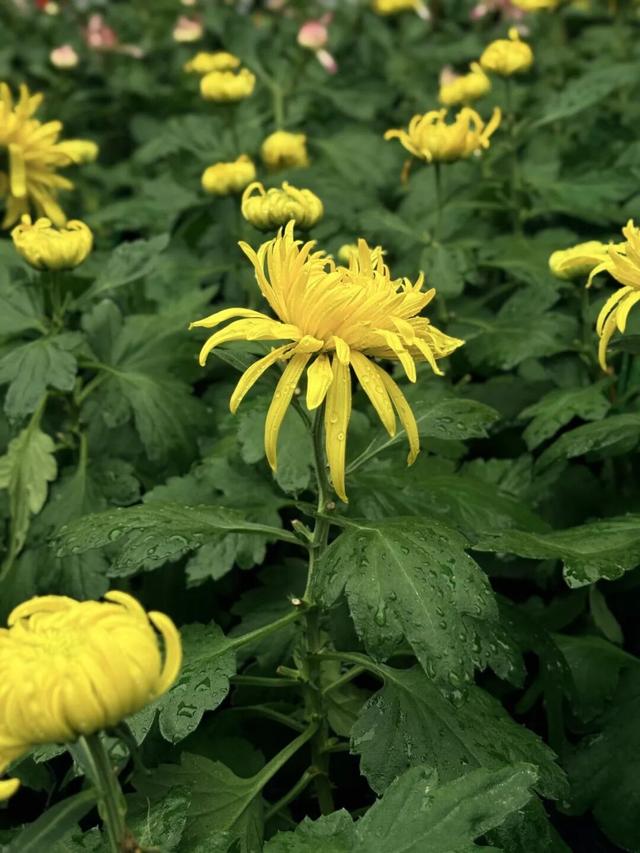 成都6个秋日能待一整天的免费公园推荐！