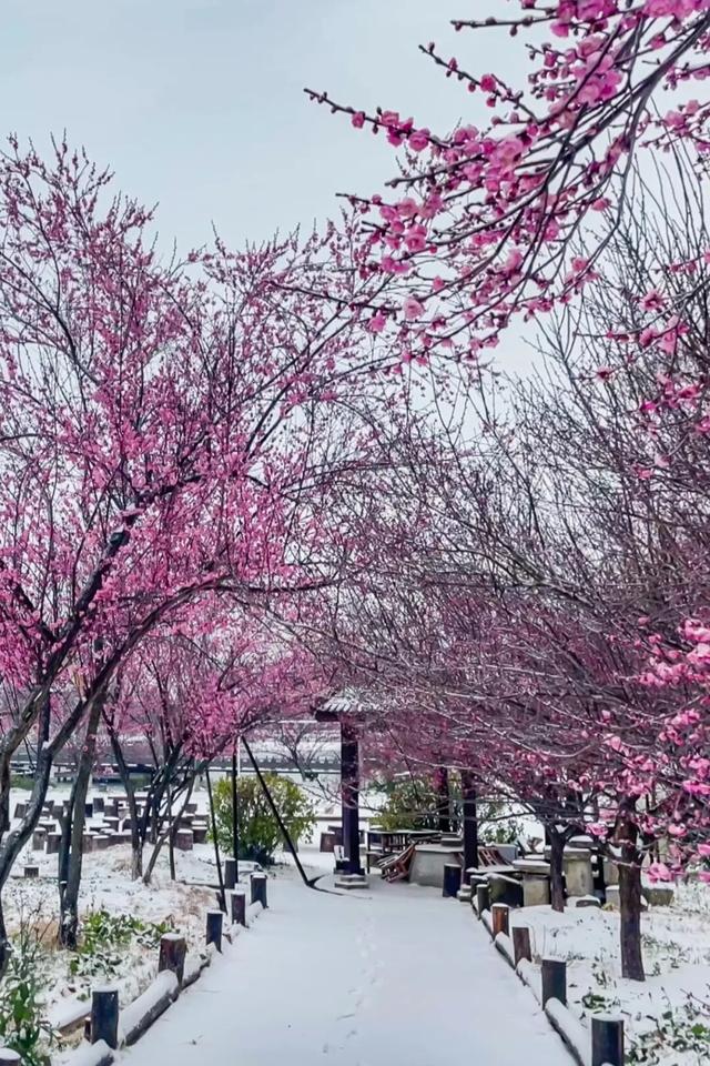 大寒至，雪满黄陂梅正香！