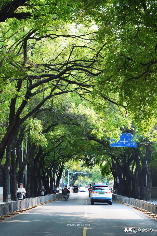 深圳这路承载几代人悲欢！2.3公里藏半生，老蛇口人为何念念不忘