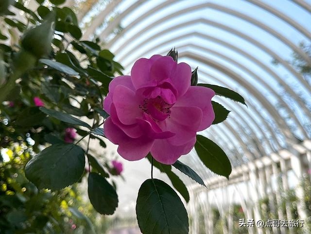 成都蔷薇花开爆了，免费才是最美，花墙瀑布很惊艳，太适合拍照！