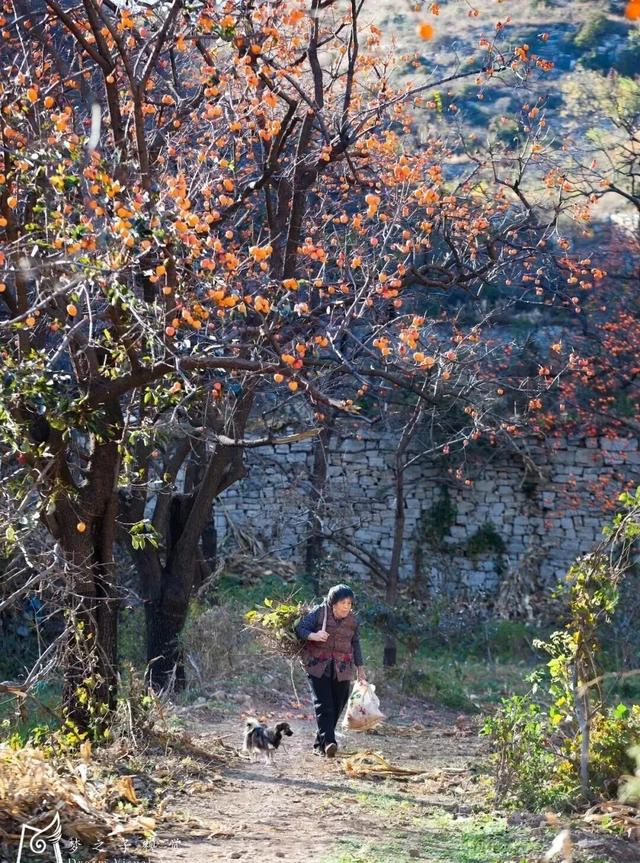 青州的秋天，从这份甜蜜开始