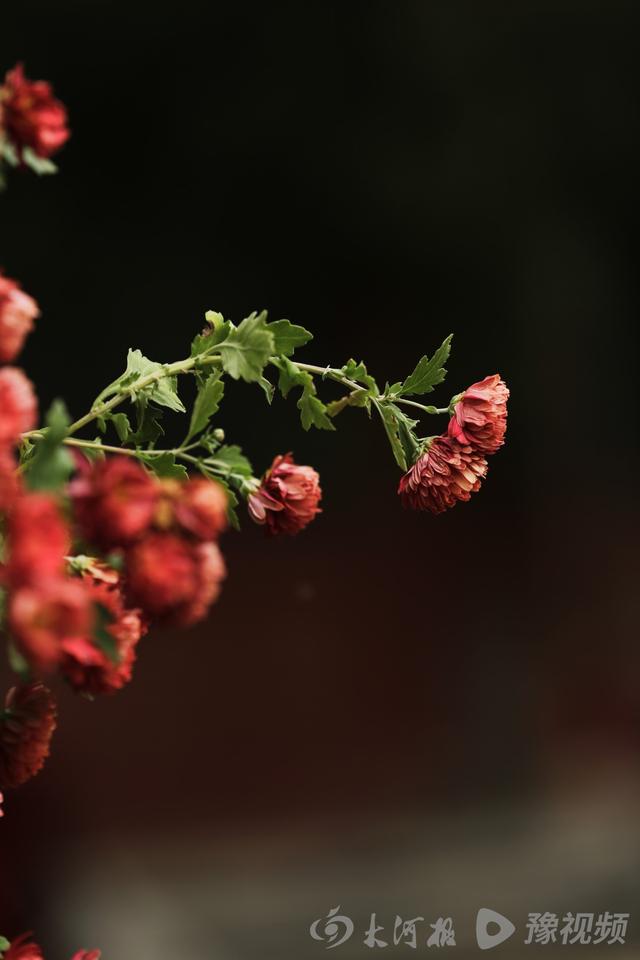 周口：重阳赏菊正当时 千年古陵飘菊香