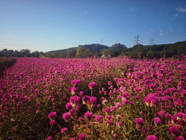 从丽康路穿荔园溪谷至西丽湖绿道骑行随拍