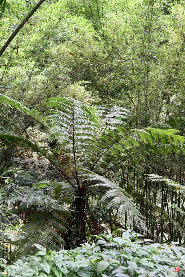 赤水四洞沟瀑布