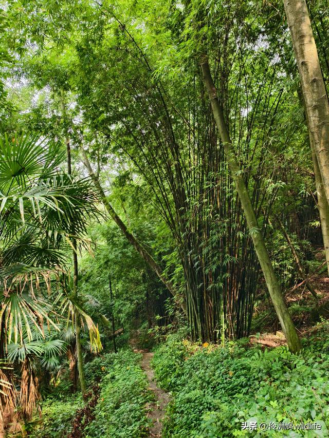 成都徒步（69）·彭州篇⑯法藏寺环线（桥断未走通）
