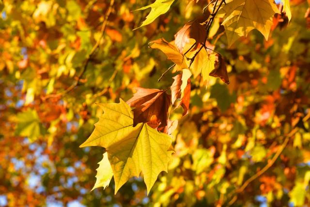 避开人群!两江新区这条梧桐大道,独享初冬金色浪漫