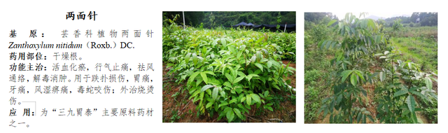 前锋三九银田南药园正式上线“乐游广东”文旅地图！