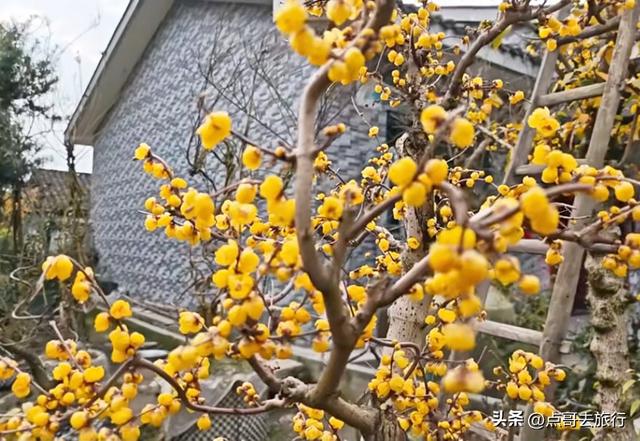 成都超大规模腊梅花，30000余株，不要门票，百年老桩更是惊艳！