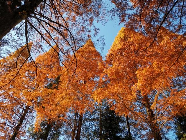 江西秋色藏不住！这8处红叶秘境惊艳了整个秋天！