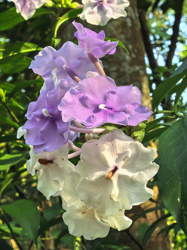 又回海南天来泉