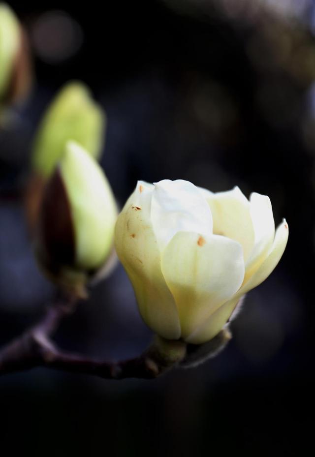 繁花高新・春启新程玉兰花开！春日限定美景“上线 ”