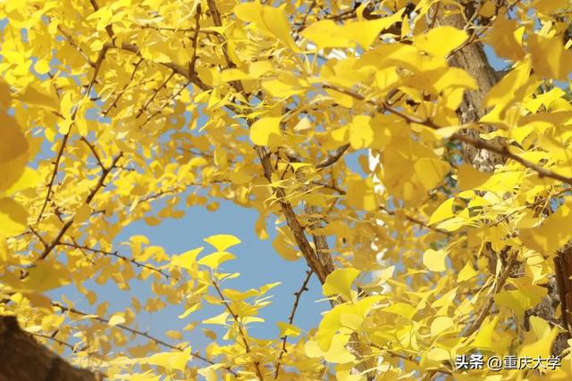 重大限定皮肤上新，超出片！🤳