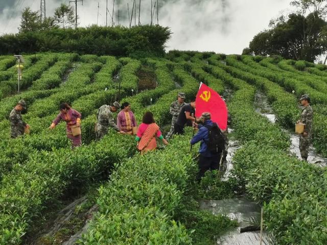 比格林童话更美！墨脱这个村坐拥雪山茶园秘境