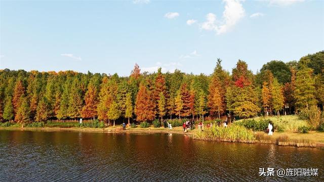 层林尽染！德阳东湖山水杉林渐入最佳观赏期