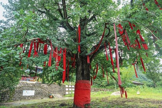 秦岭深山千年传奇：1500岁银杏见证历史，如今和他们达成守护契约